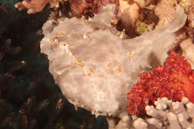 Antenarius Pictus